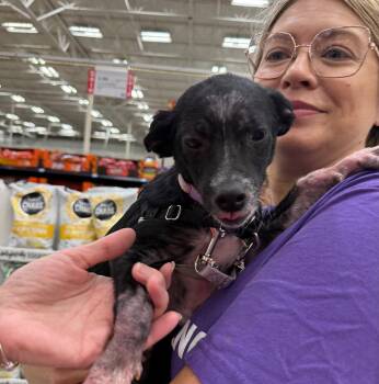 Wanda -  Terrier and Hound Dog for Adoption in Gilberts, Illinois - Wanda | PetCurious