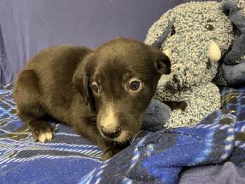 Labrador Retriever and Mixed Breed Dogs Available for Adoption in Modesto, California - A609235 | PetCurious