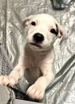 Nelson -  Pit Bull Terrier Dog for Adoption in Semmes, Alabama - Nelson | PetCurious