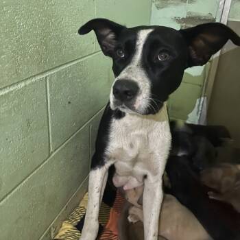 Rescue Black Labrador Retriever Dogs for Adoption in Valley, Alabama - Momma Jade | PetCurious