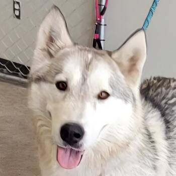 Jupiter -  Mixed Breed Dog for Adoption in Las Cruces, New Mexico - Jupiter | PetCurious
