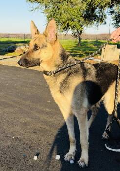 German Shepherd Dog Dogs Available for Adoption - Kanga | PetCurious