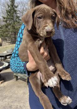 Doberman Pinscher Dogs Available for Adoption - Peaches | PetCurious