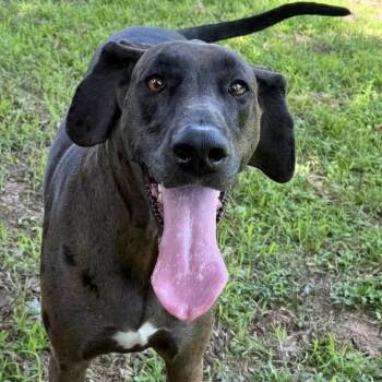 Sadie -  Great Dane Dog for Adoption - Sadie | PetCurious