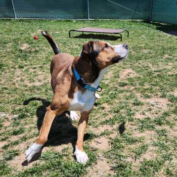 Shepherd Dogs Available for Adoption in Harrisonburg, Virginia - Milo | PetCurious