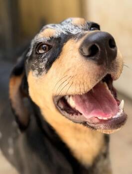 Patches -  Catahoula Leopard Dog Dog for Adoption in Horseshoe Bend, Arkansas - Patches | PetCurious