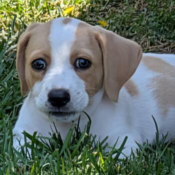 Pepper - Chino Hills Location *Available 8/15* -  Beagle and Basset Hound Dog for Adoption in Chino Hills, California - Pepper - Chino Hills Location *Available 8/15* | PetCurious