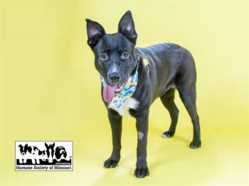 MARSHALL -  Labrador Retriever and German Shepherd Dog Dog for Adoption in St. Louis, Missouri - MARSHALL | PetCurious