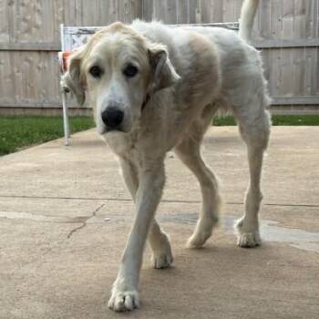 Boone -  Great Pyrenees Dog for Adoption in Port Barrington, Illinois - Boone | PetCurious