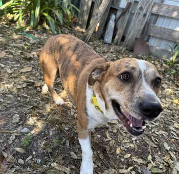 Gracie -  Basset Hound and Jack Russell Terrier Dog for Adoption in Navarre, Florida - Gracie | PetCurious