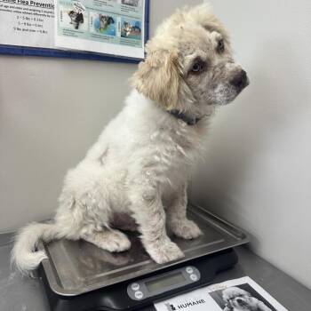 Mixed Breed Dogs Available for Adoption in Columbiana, Alabama - Kevin | PetCurious