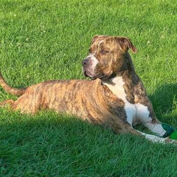 Capone -  Bullmastiff Dog for Adoption in Springboro, Ohio - Capone | PetCurious