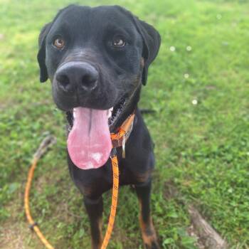 Cheif -  Mixed Breed Dog for Adoption in Cape Girardeau, Missouri - Cheif | PetCurious
