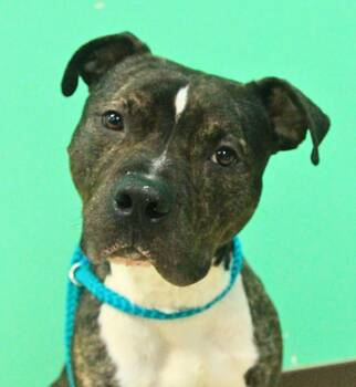 Zander -  Pit Bull Terrier Dog for Adoption - Zander | PetCurious