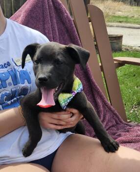 Black Labrador Retriever Dogs Available for Adoption in Kirksville, Missouri - Ella | PetCurious