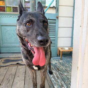 Maverick -  Shepherd and Mixed Breed Dog for Adoption in New Orleans, Louisiana - Maverick | PetCurious