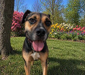 Rottweiler and Labrador Retriever Dogs Available for Adoption in Houston, Texas -  Trucker | PetCurious