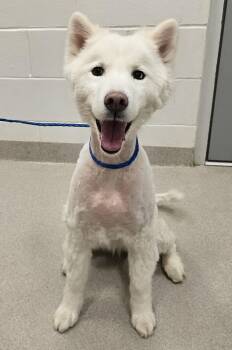 Samoyed and Husky Dogs Available for Adoption in Lindenhurst, New York - 26-215 | PetCurious