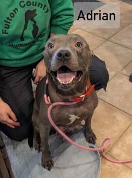 Rescue Pit Bull Terrier Dogs for Adoption in Archbold, Ohio - Adrian | PetCurious