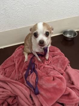 Maris -  Chihuahua Dog for Adoption in San Diego, California - Maris | PetCurious