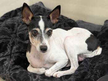 Kookie -  Rat Terrier and Mixed Breed Dog for Adoption in Portland, Oregon - Kookie | PetCurious