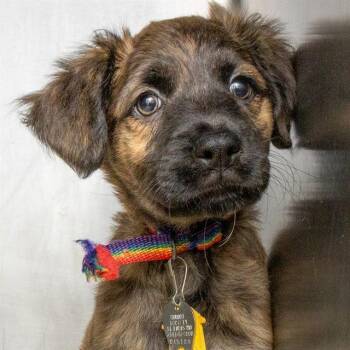 RHYS -  Australian Shepherd and Mixed Breed Dog for Adoption in St. Louis, Missouri - RHYS | PetCurious
