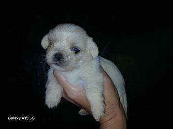 Little man -  Shih Tzu Dog for Sale in Enterprise, Alabama - Little Man | PetCurious