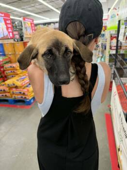 Marsha -  Belgian Shepherd Malinois and Golden Retriever Dog for Adoption in Mobile, Alabama - Marsha | PetCurious
