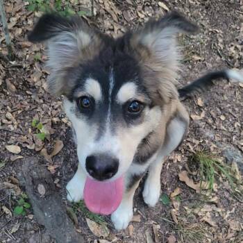 Chillie -  Border Collie Dog for Adoption in The Woodlands, Texas - Chillie | PetCurious