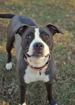 Nami 51342 -  Mixed Breed Dog for Adoption in Aiken, South Carolina - Nami 51342 | PetCurious