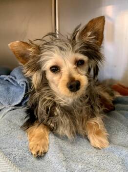 Yorkshire Terrier Dogs Available for Adoption - Tinkerbell  | PetCurious