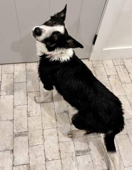 Border Collie Dogs Available for Adoption in Tulsa, Oklahoma - Belle (Beulah) | PetCurious