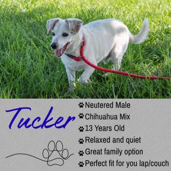 Tucker -  Jack Russell Terrier Dog for Adoption in Junction City, Kansas - Tucker | PetCurious