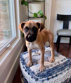 Pit Bull Terrier Dogs Available for Adoption in Germantown, Ohio - Riggs McSniffs | PetCurious