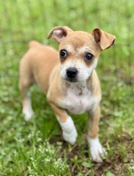 Jack Russell Terrier and Chihuahua Dogs Available for Adoption - Josie | PetCurious