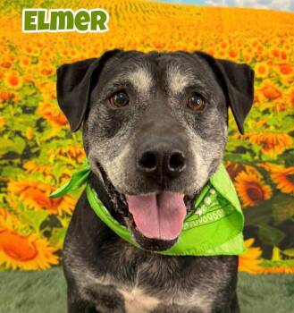Elmer -  Mixed Breed Dog for Adoption in Flint, Michigan - Elmer | PetCurious