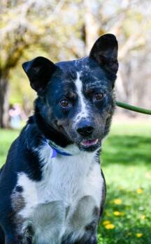 Cattle Dog and Catahoula Leopard Dog Dogs Available for Adoption in Yakima, Washington - Cowboy | PetCurious
