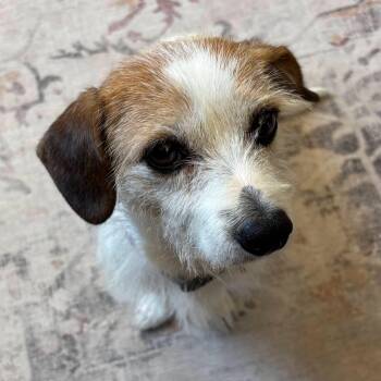 Lacy -  Terrier Dog for Adoption in Clayton, California - Lacy | PetCurious