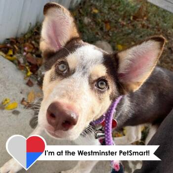 Seven -  Husky Dog for Adoption in Fort Collins, Colorado - Seven | PetCurious