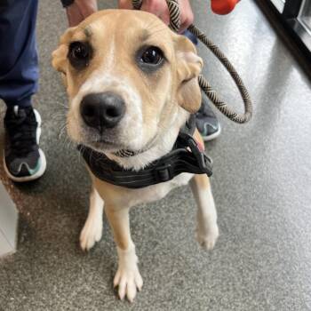Bella -  Boxer and Mixed Breed Dog for Adoption in Allentown, Pennsylvania - Bella | PetCurious