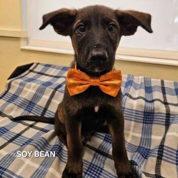 Soy Bean -  Australian Shepherd and Belgian Shepherd Malinois Dog for Adoption in Madisonville, Tennessee - Soy Bean | PetCurious