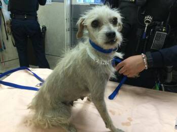 Terrier and Mixed Breed Dogs Available for Adoption - MOUSY | PetCurious