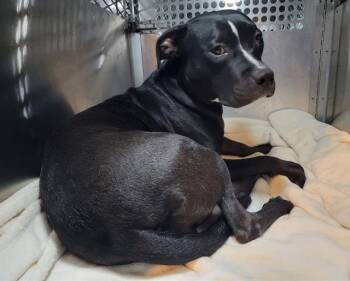 TORI -  Pit Bull Terrier Dog for Adoption in Tustin, California - TORI | PetCurious