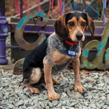 Beagle Dogs Available for Adoption - Cecil | PetCurious