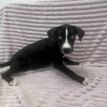 Mickey Dee -  Labrador Retriever and Husky Dog for Adoption in Kanab, Utah - Mickey Dee | PetCurious