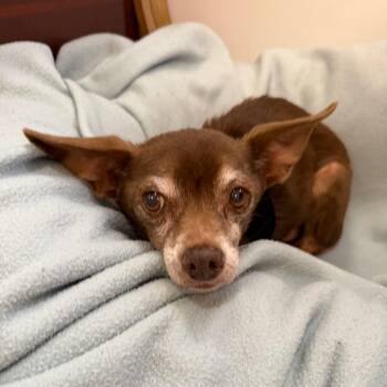 Mickey 14547 -  Chihuahua Dog for Adoption in San Francisco, California - Mickey 14547 | PetCurious