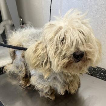 Mixed Breed Dogs Available for Adoption in Columbiana, Alabama - Charlie | PetCurious