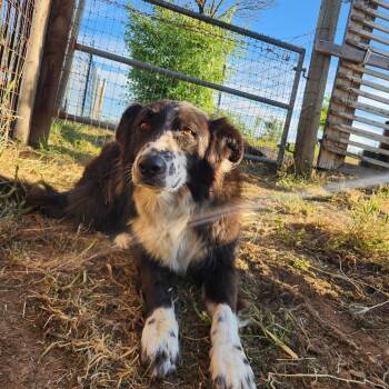 Zed -  Border Collie Dog for Adoption in Sonoma, California - Zed | PetCurious