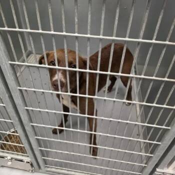 Cricket -  Chocolate Labrador Retriever Dog for Adoption in Vinita, Oklahoma - Cricket | PetCurious