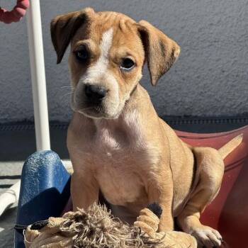 Great Dane and Mixed Breed Dogs Available for Adoption in Pinellas Park, Florida - Lara | PetCurious